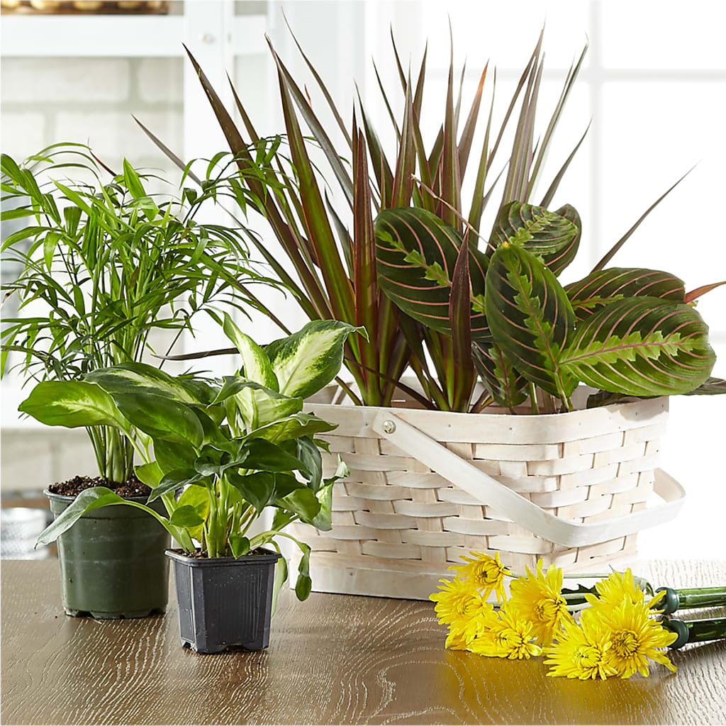 Florist Designed Blooming and Green Plants in a Basket – MOORE'S FLOWERS & GIFTS, Fayette AL