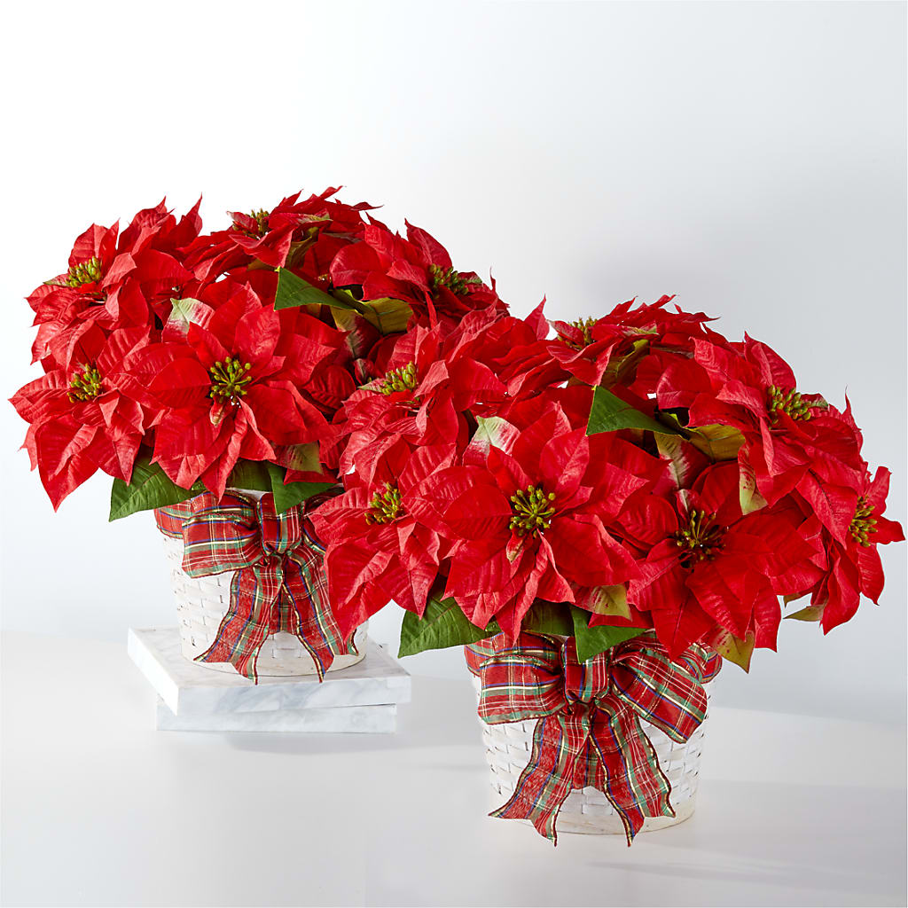 Happiest Holidays Poinsettia Bundle – MOORE'S FLOWERS & GIFTS, Fayette AL