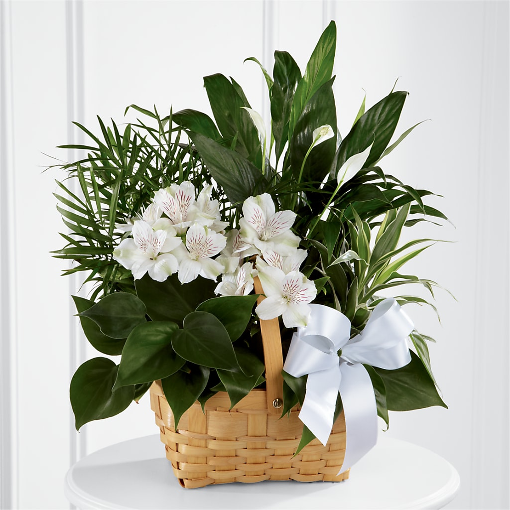 Peace & Serenity Dishgarden – MOORE'S FLOWERS & GIFTS, Fayette AL