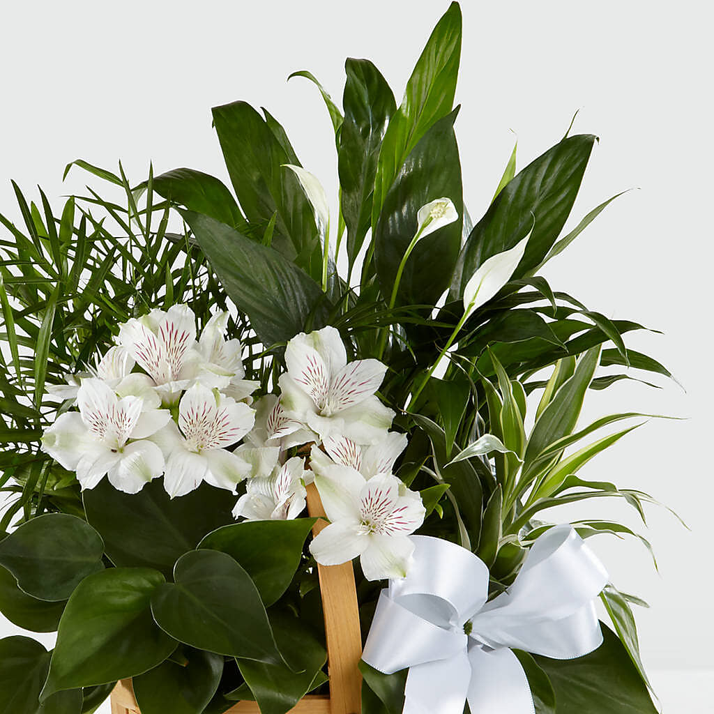 Peace & Serenity Dishgarden – MOORE'S FLOWERS & GIFTS, Fayette AL
