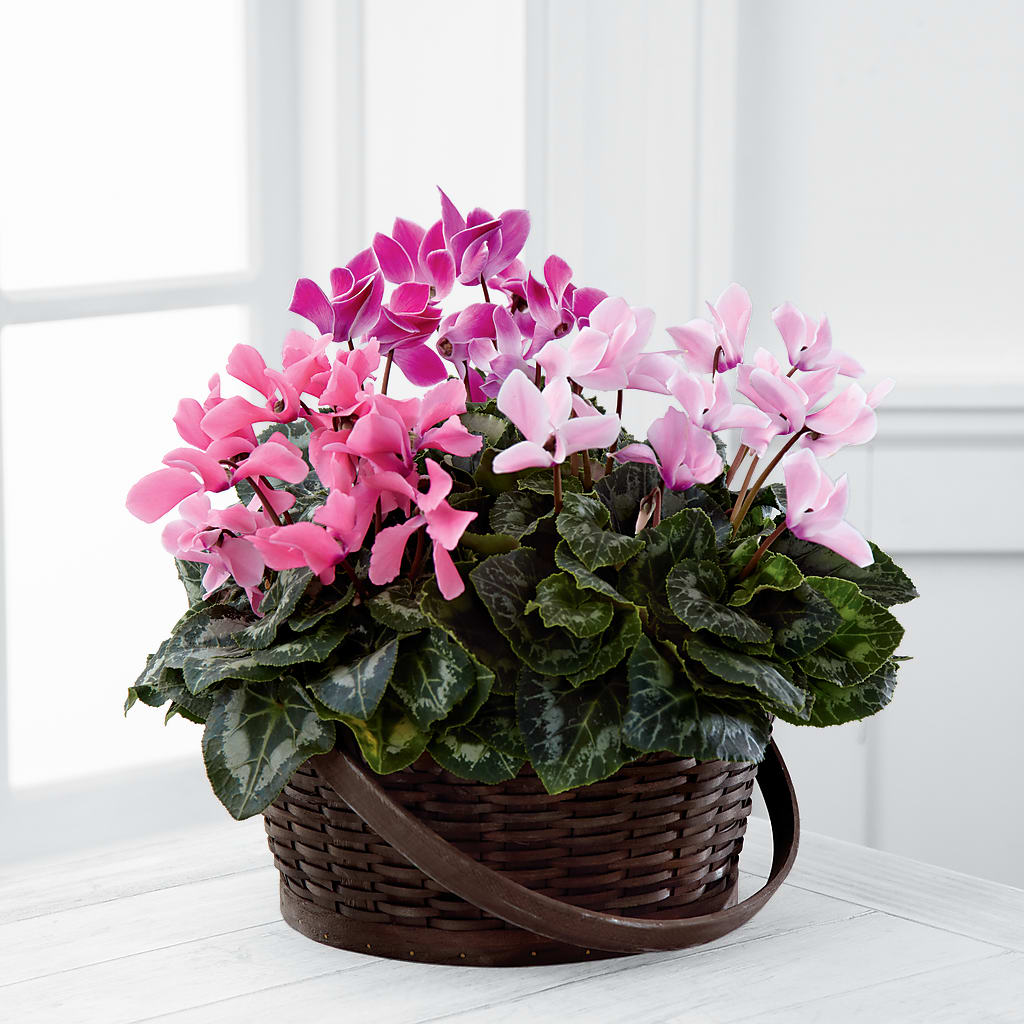 Mixed Cyclamen Planter – MOORE'S FLOWERS & GIFTS, Fayette AL