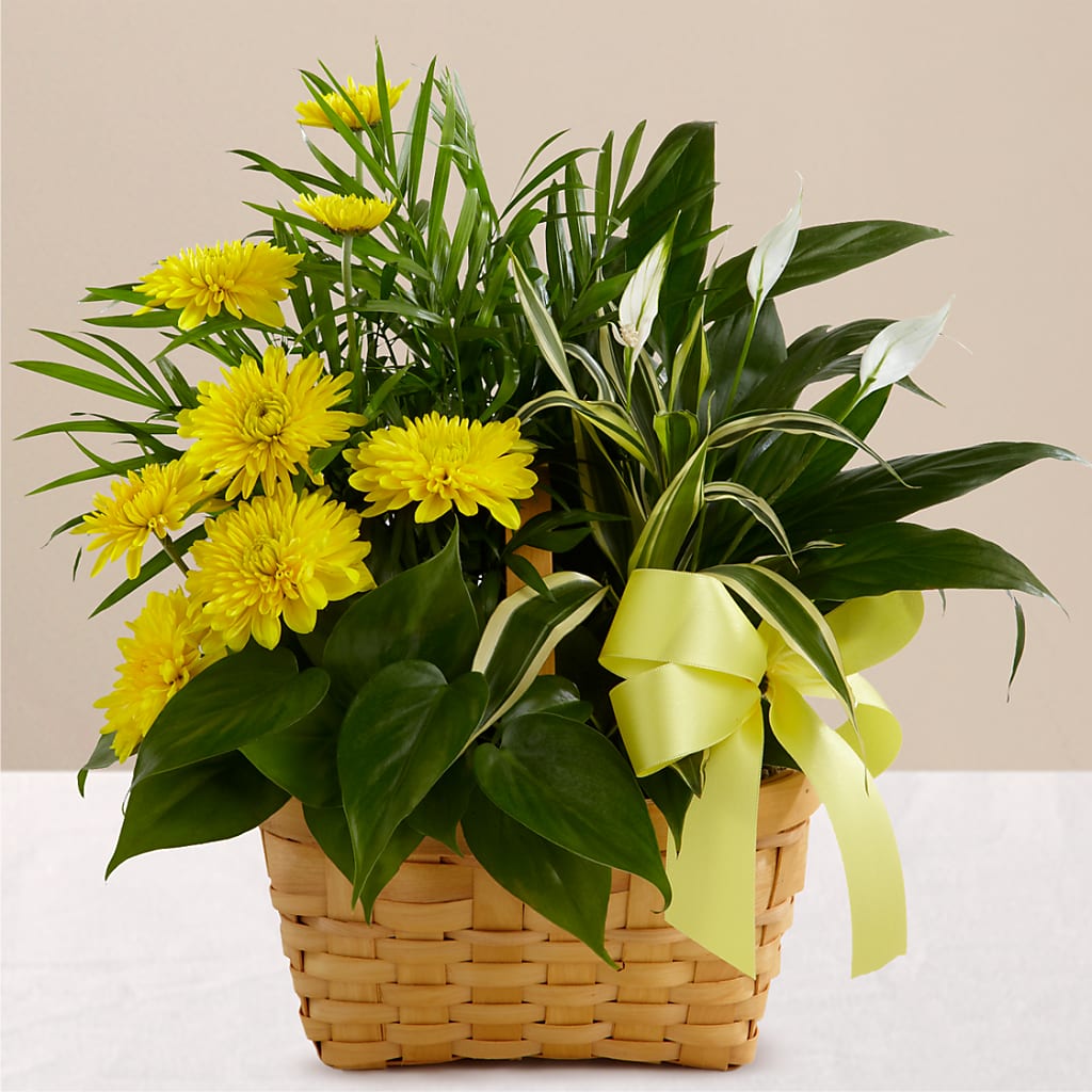 Loving Light Dishgarden – MOORE'S FLOWERS & GIFTS, Fayette AL