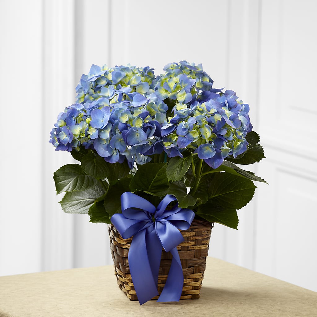 Blue Hydrangea Planter – MOORE'S FLOWERS & GIFTS, Fayette AL
