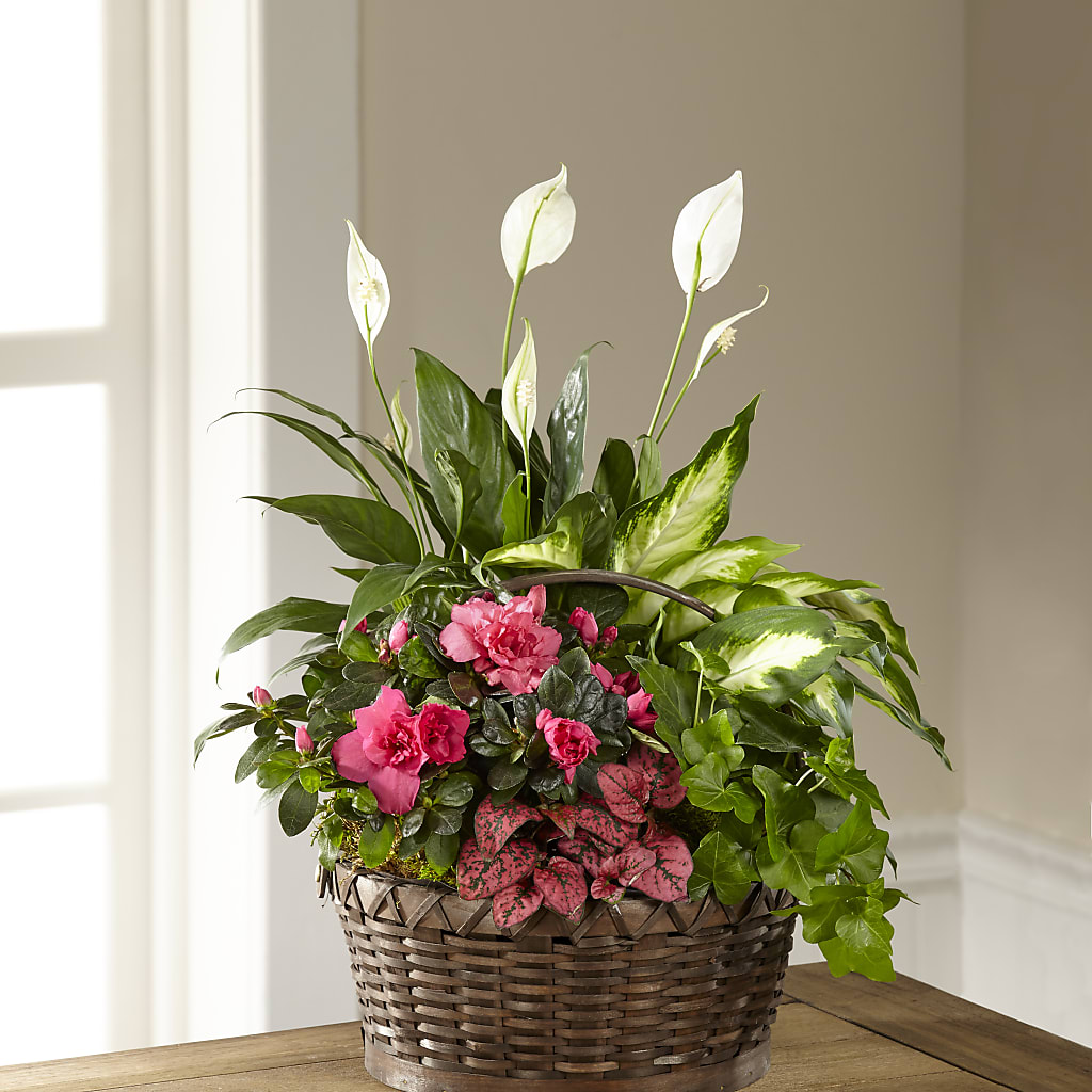 Dream in Pink Dishgarden – MOORE'S FLOWERS & GIFTS, Fayette AL