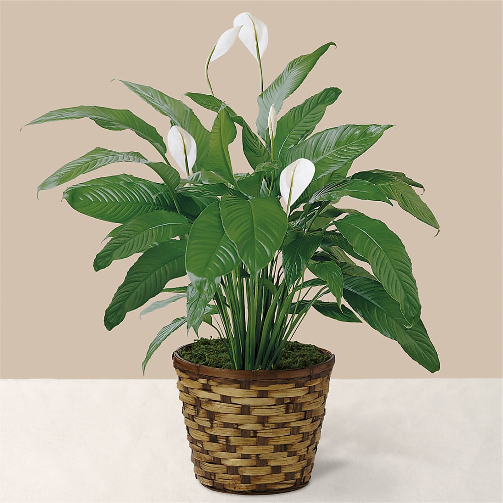 Tranquil Moments Peace Lily Plant – MOORE'S FLOWERS & GIFTS, Fayette AL