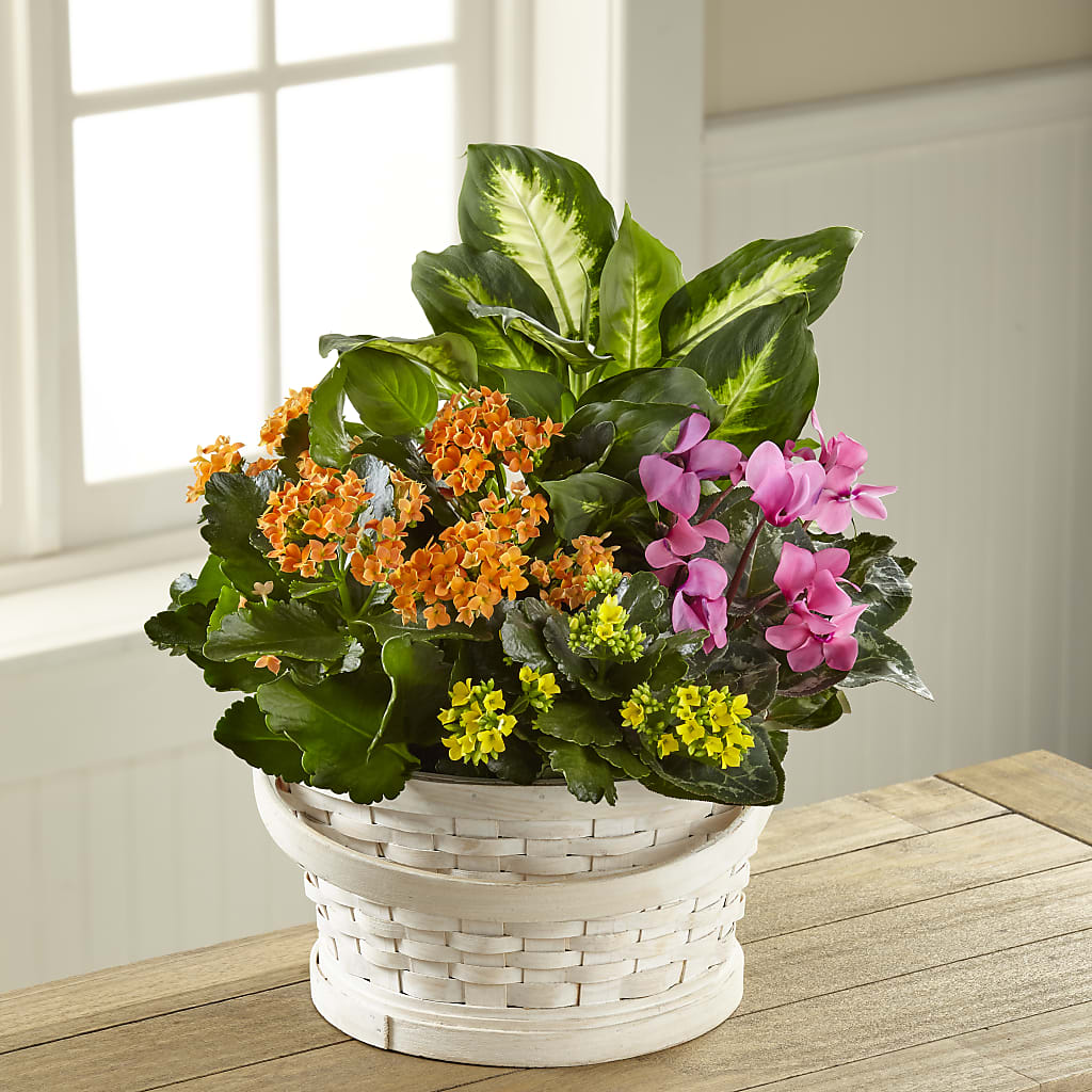 Color Crush Dishgarden – MOORE'S FLOWERS & GIFTS, Fayette AL