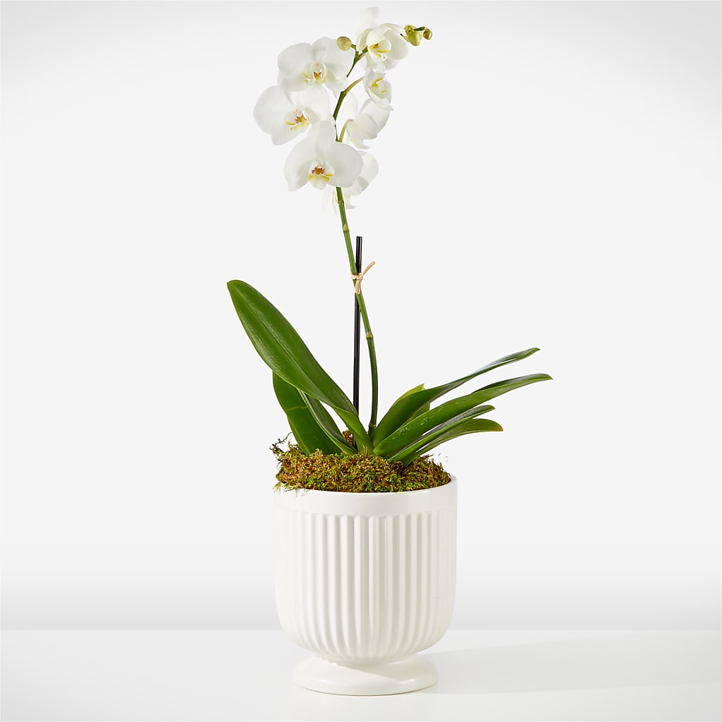 Whispering White Orchid – MOORE'S FLOWERS & GIFTS, Fayette AL