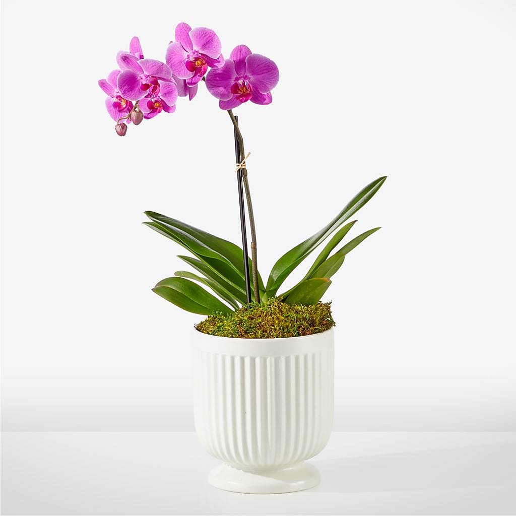 Friendly Fuchsia Orchid – MOORE'S FLOWERS & GIFTS, Fayette AL