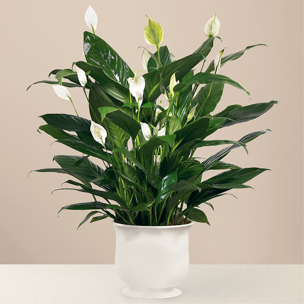 Comfort Planter – MOORE'S FLOWERS & GIFTS, Fayette AL