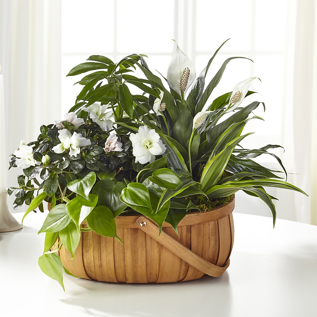 Serene Dishgarden – MOORE'S FLOWERS & GIFTS, Fayette AL