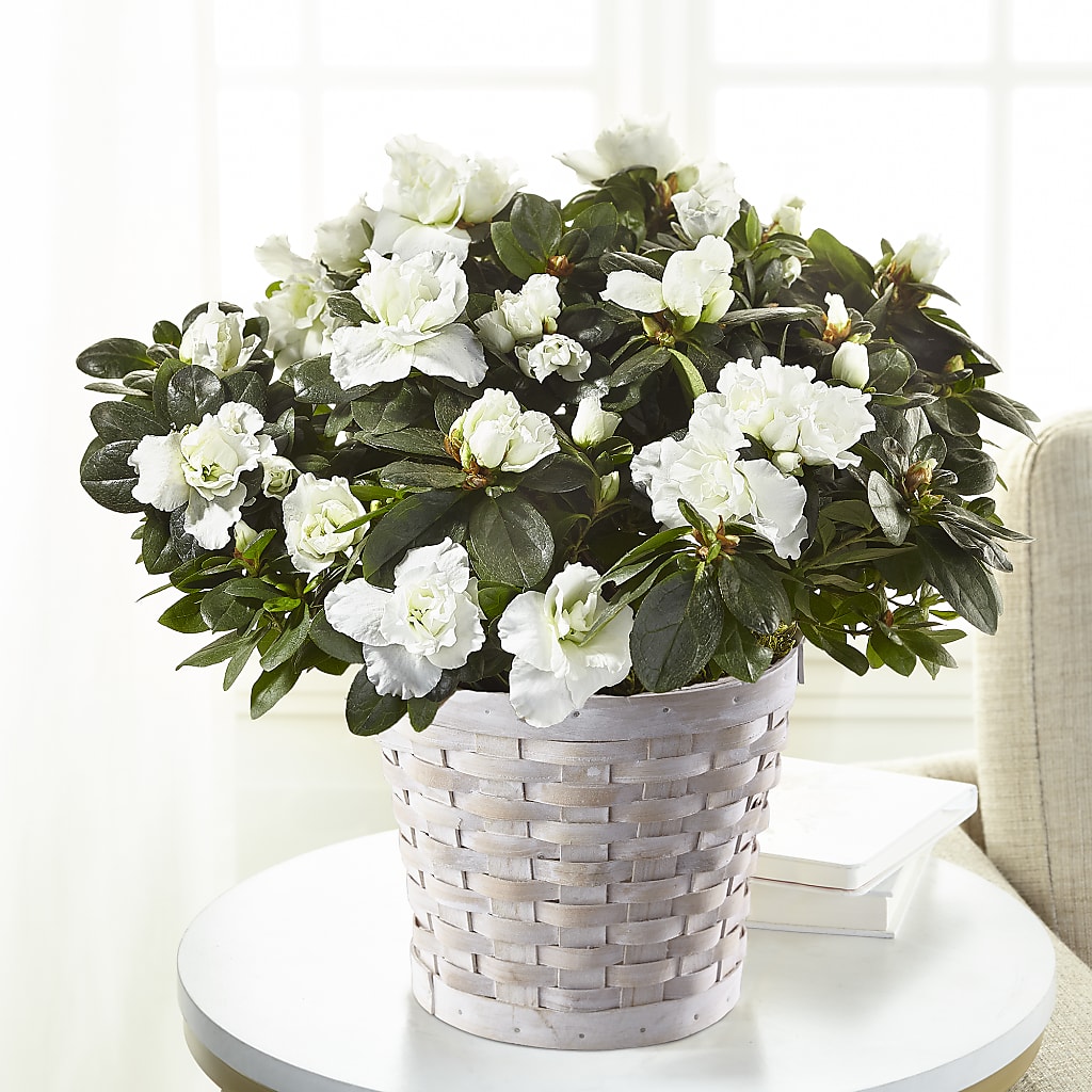 White Azalea Plant – MOORE'S FLOWERS & GIFTS, Fayette AL