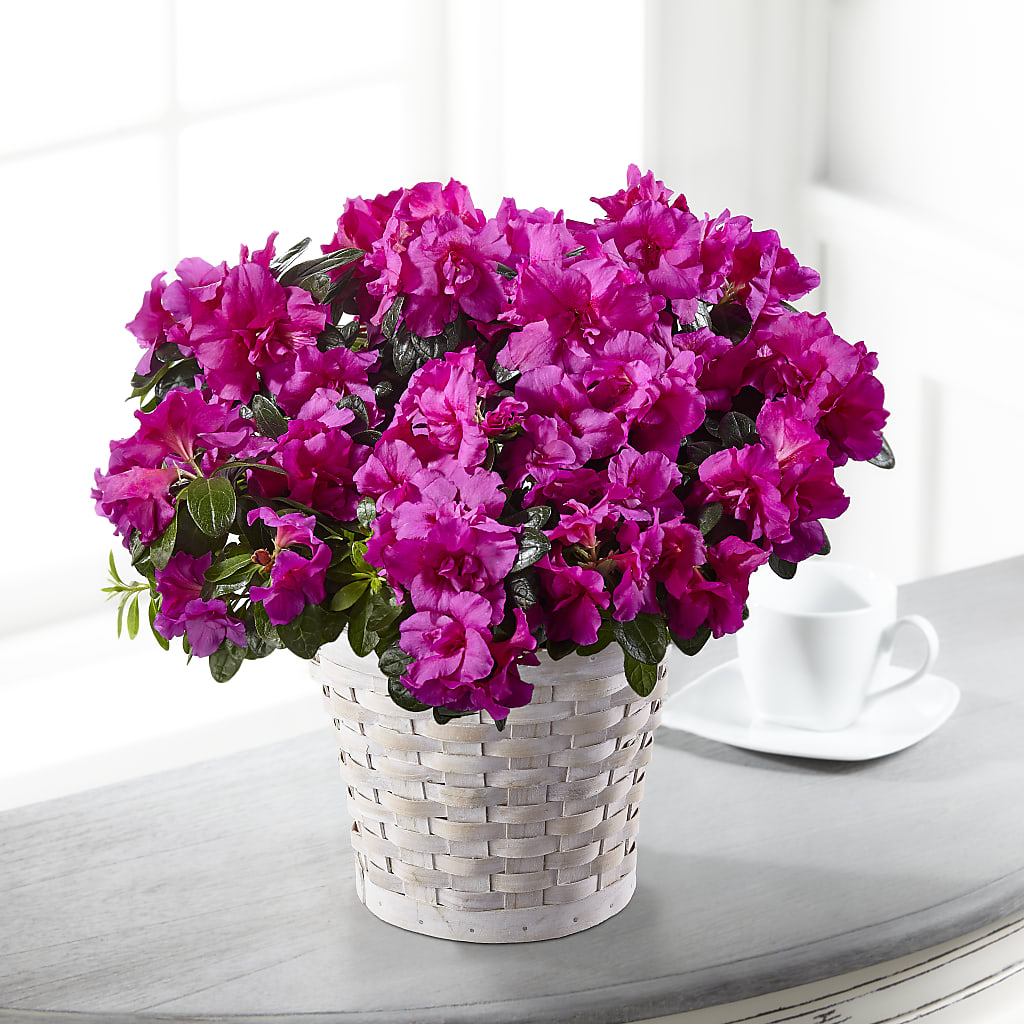 Hope & Serenity Azalea Plant – MOORE'S FLOWERS & GIFTS, Fayette AL