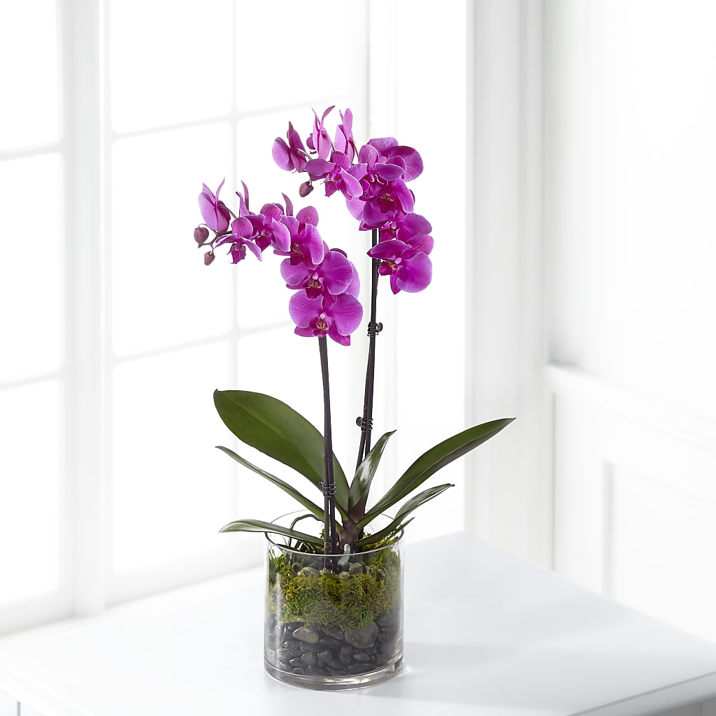 Pink Orchid Plant – MOORE'S FLOWERS & GIFTS, Fayette AL
