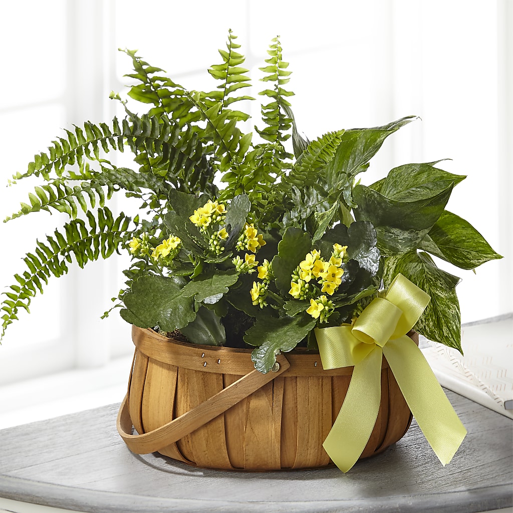 Always Dear Dishgarden – MOORE'S FLOWERS & GIFTS, Fayette AL