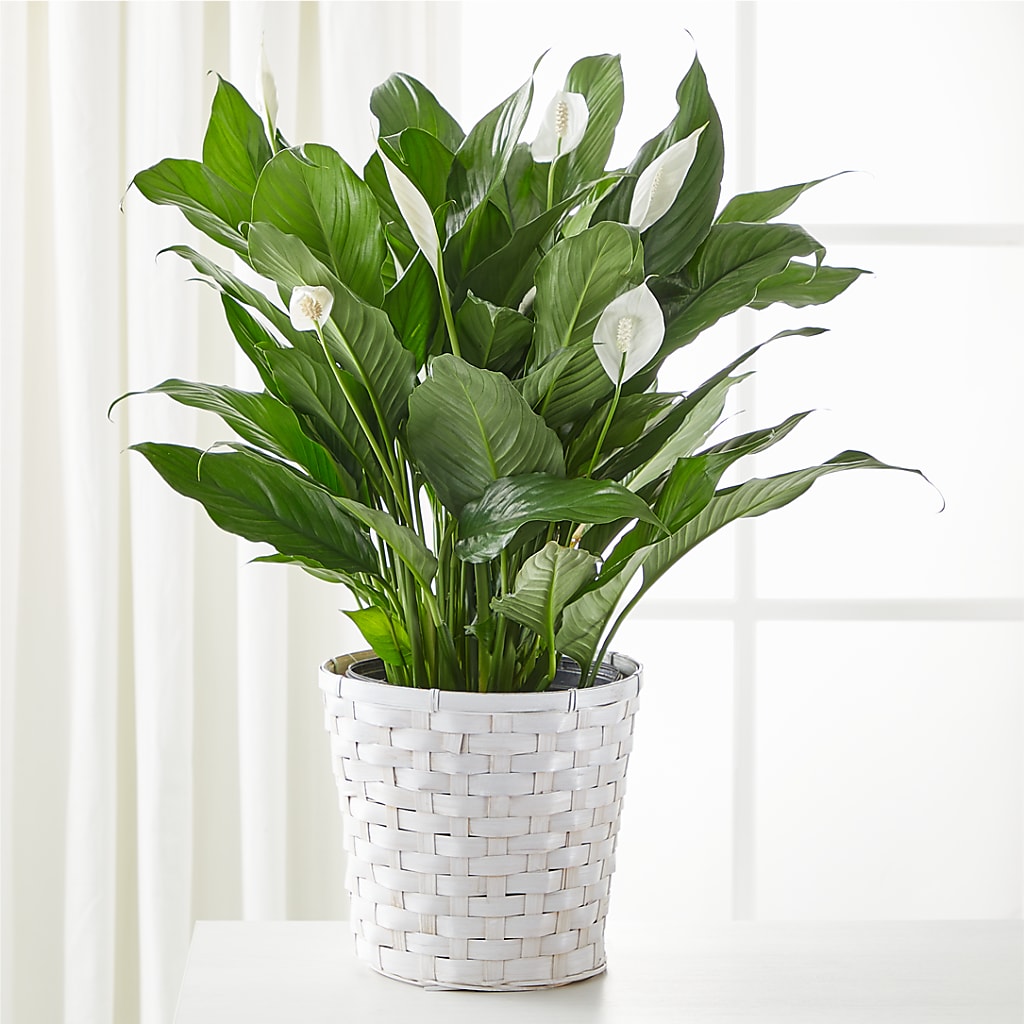 A New Leaf Peace Lily – MOORE'S FLOWERS & GIFTS, Fayette AL