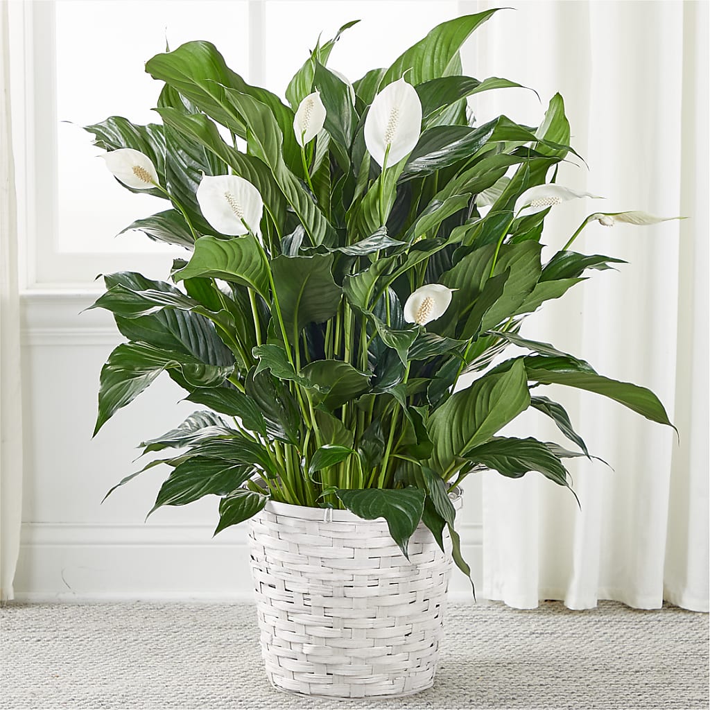 A New Leaf Peace Lily – MOORE'S FLOWERS & GIFTS, Fayette AL