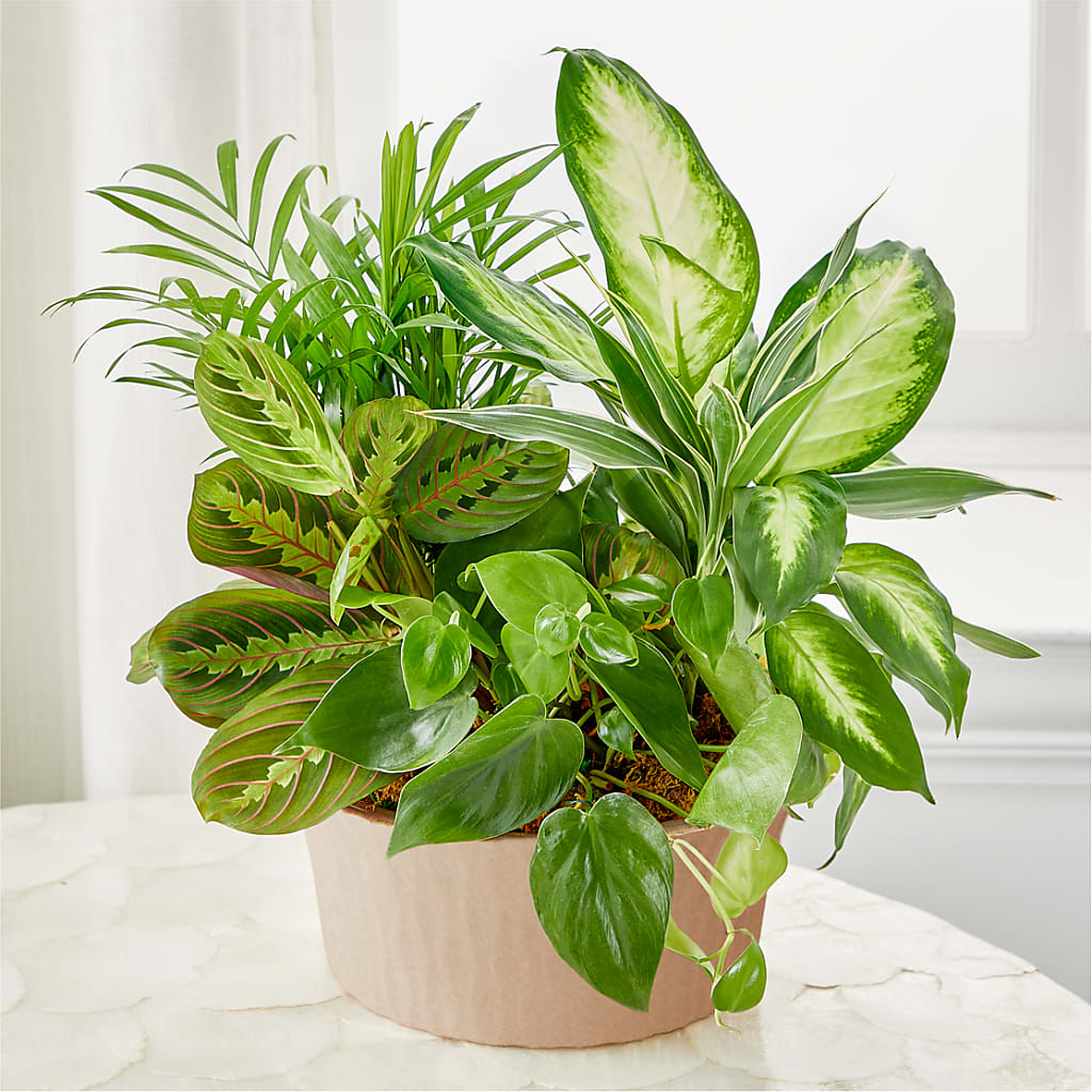 Balance & Harmony Dishgarden – MOORE'S FLOWERS & GIFTS, Fayette AL