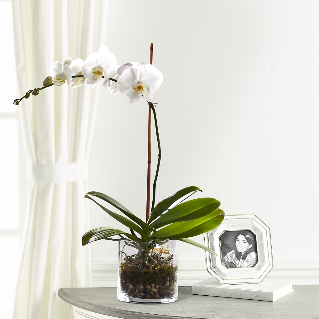 White Orchid Planter – MOORE'S FLOWERS & GIFTS, Fayette AL