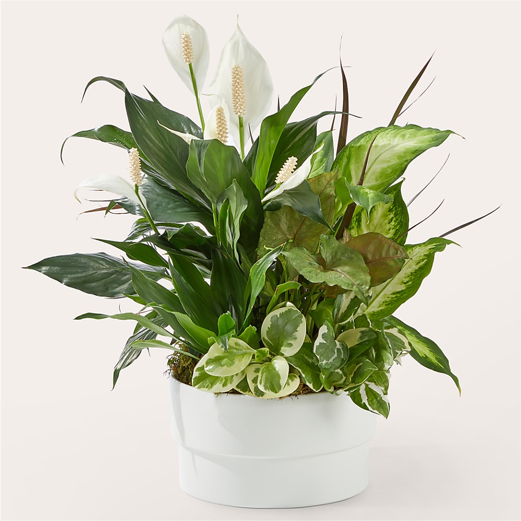 Radiating Positivity Dishgarden – MOORE'S FLOWERS & GIFTS, Fayette AL