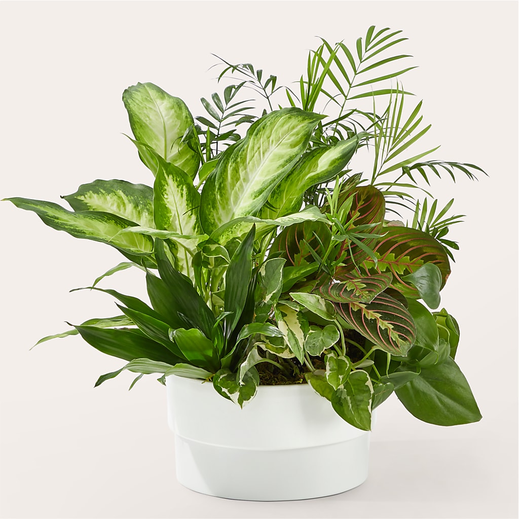 Radiating Positivity Dishgarden – MOORE'S FLOWERS & GIFTS, Fayette AL