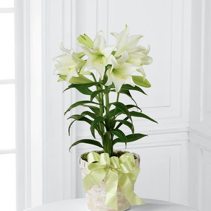 Easter Lily Plant – MOORE'S FLOWERS & GIFTS, Fayette AL