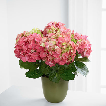 Pink Hydrangea Planter – MOORE'S FLOWERS & GIFTS, Fayette AL