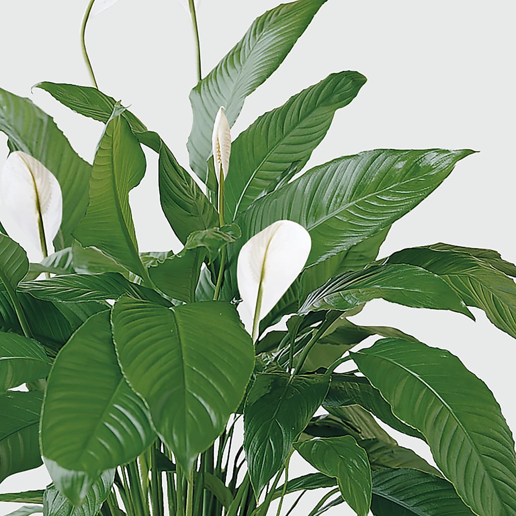 Tranquil Moments Peace Lily Plant – MOORE'S FLOWERS & GIFTS, Fayette AL
