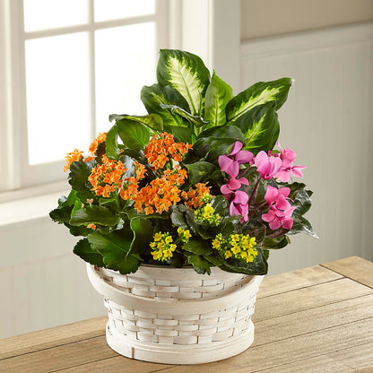 Color Crush Dishgarden – MOORE'S FLOWERS & GIFTS, Fayette AL