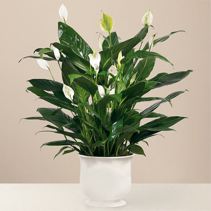 Comfort Planter – MOORE'S FLOWERS & GIFTS, Fayette AL