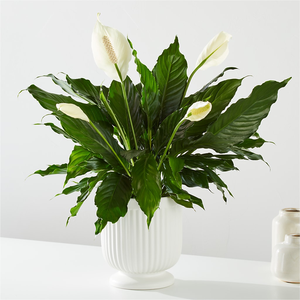 Comfort Planter – MOORE'S FLOWERS & GIFTS, Fayette AL