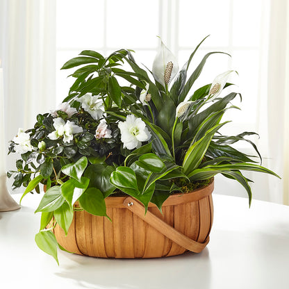 Serene Dishgarden – MOORE'S FLOWERS & GIFTS, Fayette AL
