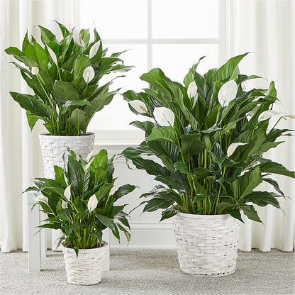 A New Leaf Peace Lily – MOORE'S FLOWERS & GIFTS, Fayette AL