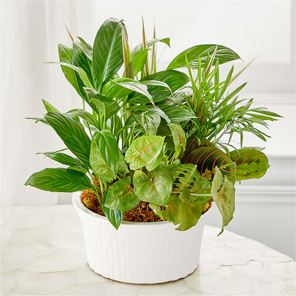 Balance & Harmony Dishgarden – MOORE'S FLOWERS & GIFTS, Fayette AL