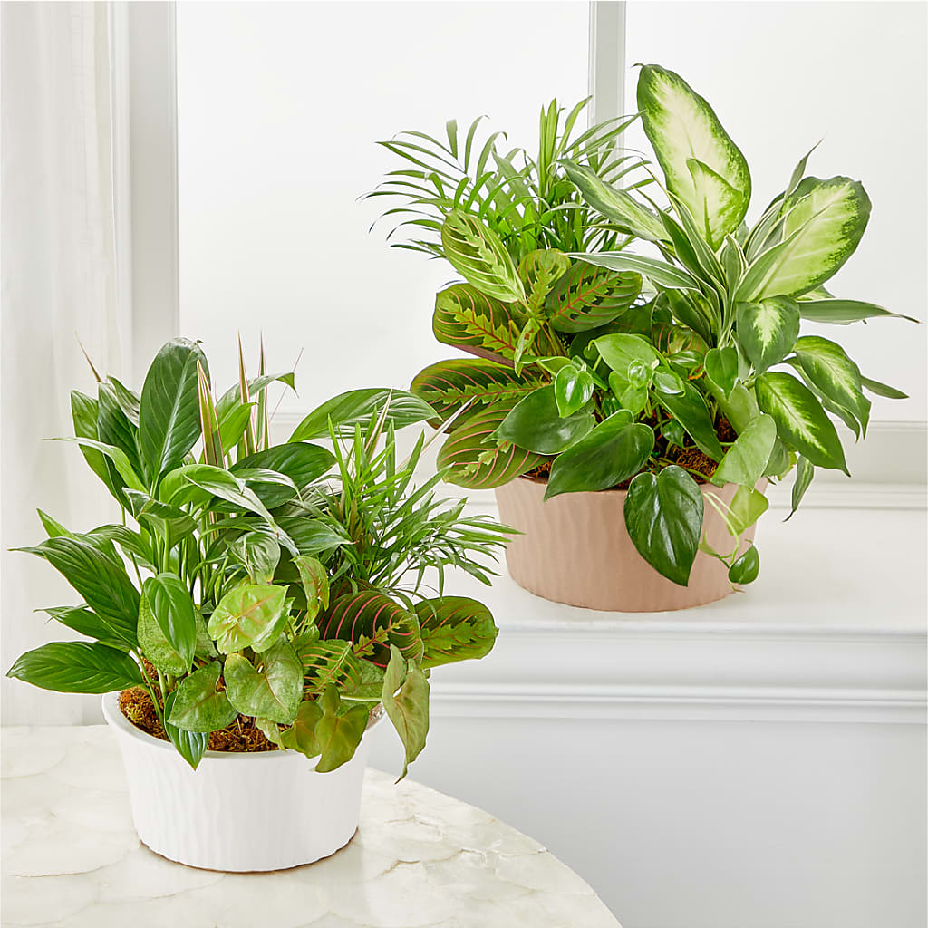 Balance & Harmony Dishgarden – MOORE'S FLOWERS & GIFTS, Fayette AL
