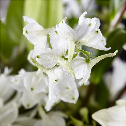 Classic Ivory – A Florist Original – MOORE'S FLOWERS & GIFTS, Fayette AL